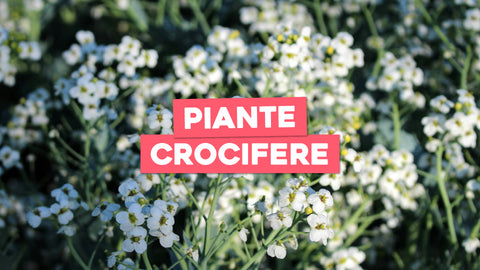 Piante Crocifere: Fioritura Elegante e Simbolica