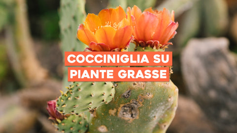 Cocciniglia Piante Grasse: Difendi la Tua Bellezza Succulenta