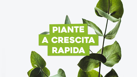 Piante Crescita Rapida: Verde Rigoglioso in Pochissimo Tempo