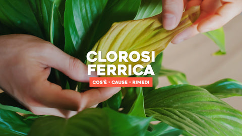 Clorosi Ferrica Piante: Sconfiggi la Carenza di Nutrienti