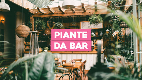 Piante da Bar: Verde che Conquista gli Spazi Conviviali
