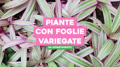 Piante da Appartamento con Foglie Variegate: Colore e Fantasia in Casa Tua