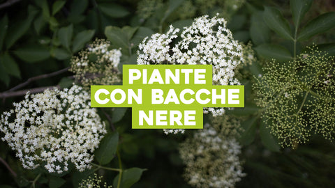 Piante con Bacche Nere: Una Tavolozza di Colore nel Tuo Giardino