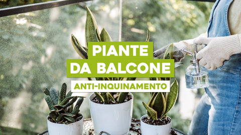 Piante da Balcone Anti Inquinamento: Aria Pura e Verde Rigoglioso
