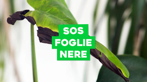Foglie Nere Piante: Sintomi e Rimedi per la Tua Collezione
