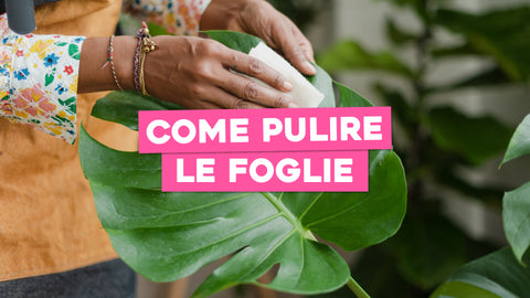 Come si puliscono le foglie delle piante: la nostra guida