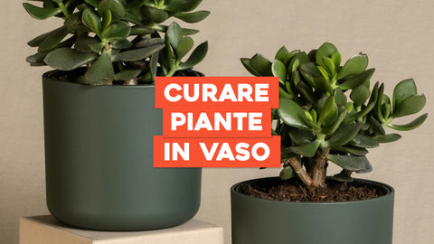 Curare le piante in vaso: tutto quello che devi sapere