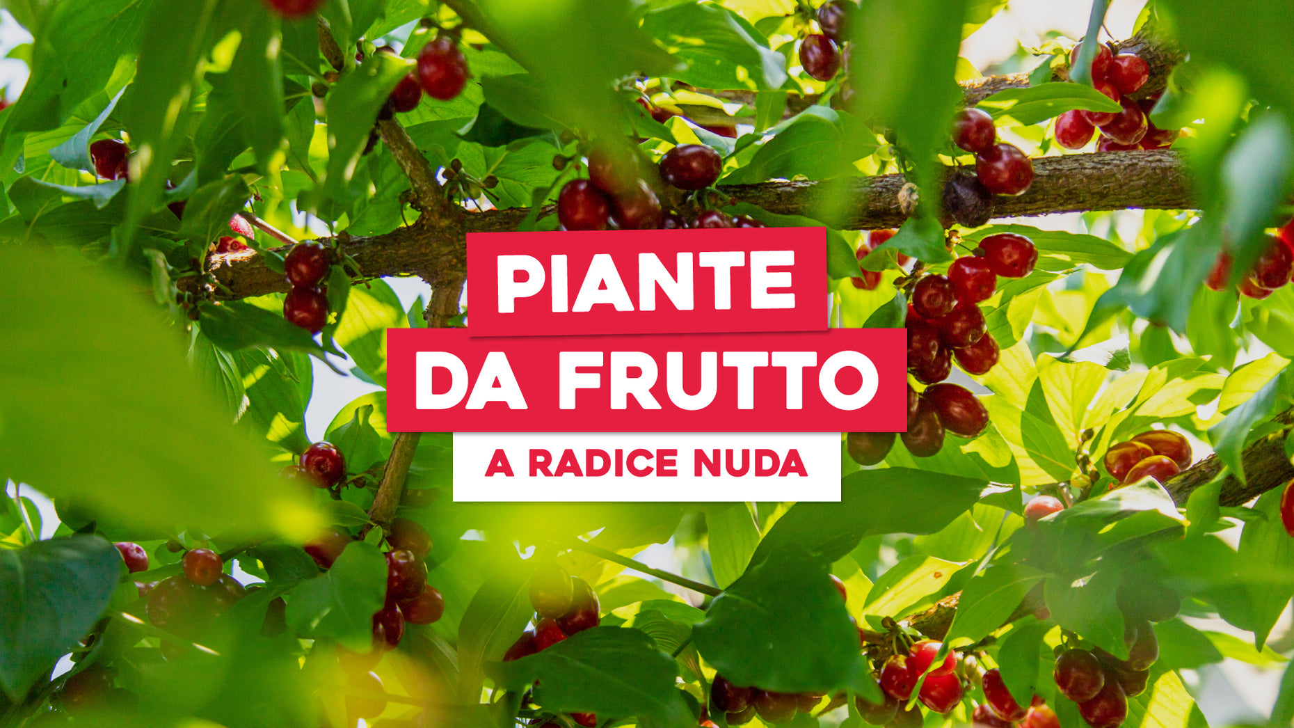piante da frutto in vendita