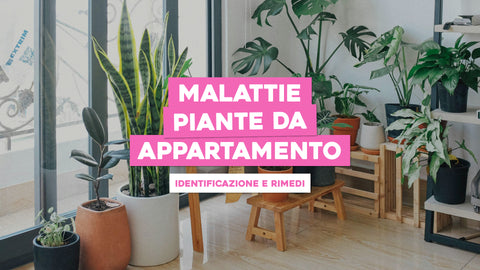 Malattie delle Piante da Appartamento: Identificazione e Rimedi