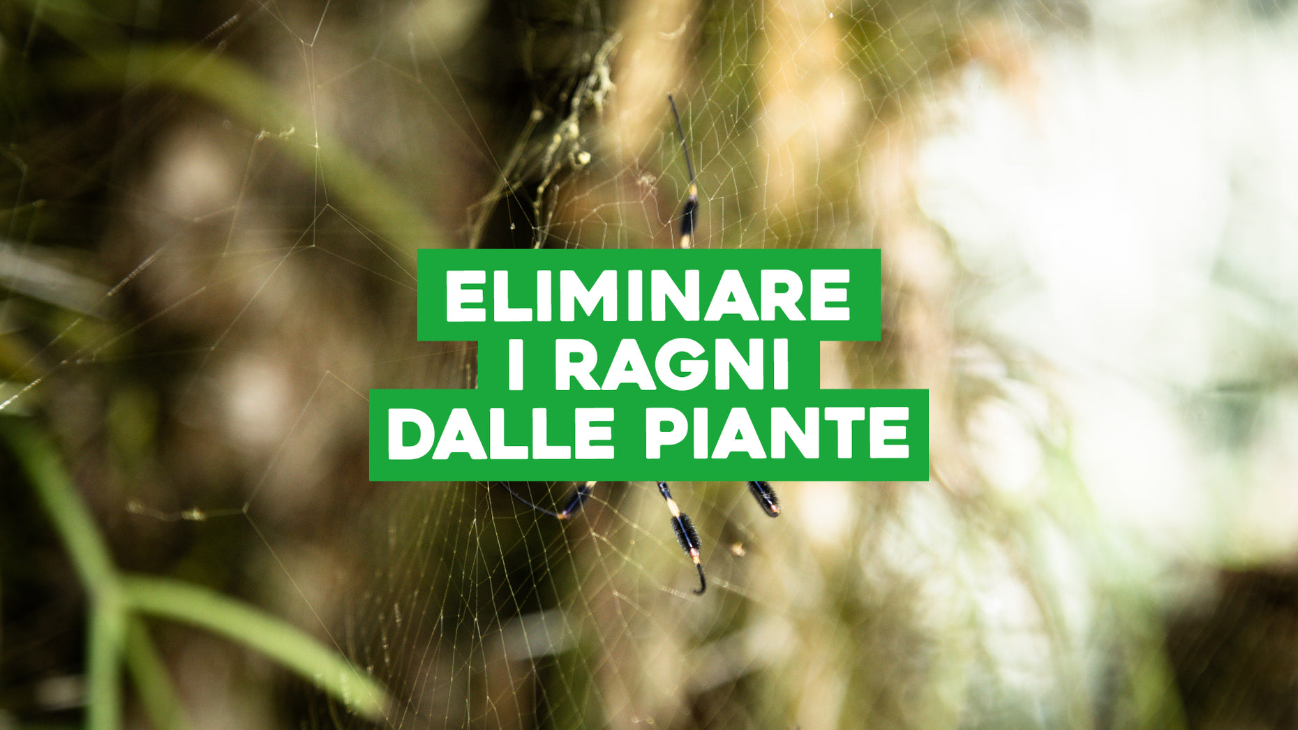 Come eliminare i ragni dalle piante: tutto quello che devi sapere ...