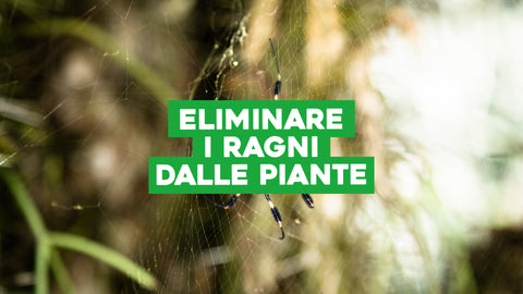 Come eliminare i ragni dalle piante: tutto quello che devi sapere