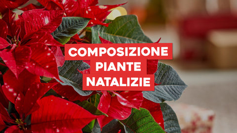 Composizione piante natalizie: le migliori idee