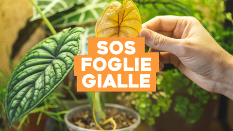 Foglie Gialle Piante Appartamento: Segnale di Cura Adeguata