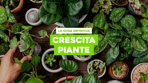 Crescita Piante: La Guida Definitiva