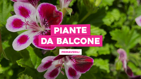 Piante da Balcone Primaverili: Fiori Freschi per Accogliere la Primavera