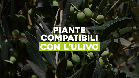 Piante Compatibili con Ulivo: Creare Associazioni Benefiche nel Tuo Giardino