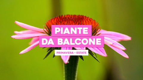 Piante da Balcone Primavera Estate: Verde Rigoglioso in Tutte le Stagioni