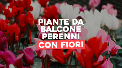 Piante da Balcone Perenni con Fiori: Fioritura Continua per il Tuo Balcone