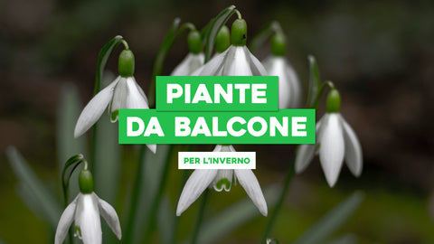 Piante da Balcone Resistenti Inverno: Bellezza Che Dura Anche nelle Stagioni Fredde