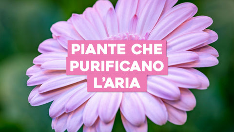 Piante che Purificano l'Aria: Verde che Contribuisce alla Tua Salute