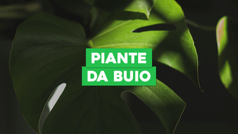 Piante da Buio: Soluzioni Verdi per Ambienti con Poca Luce