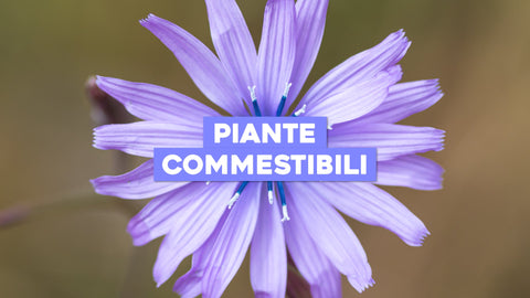 Piante Commestibili Spontanee: Raccogliere e Cucinare Ingredienti Selvatici