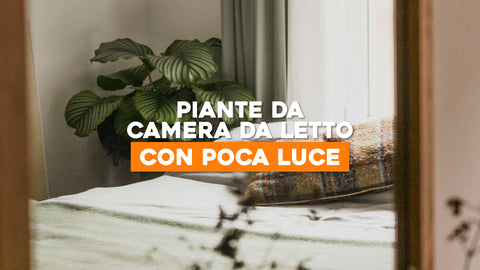 Piante da Camera da Letto con Poca Luce: Atmosfera Verde e Rilassante