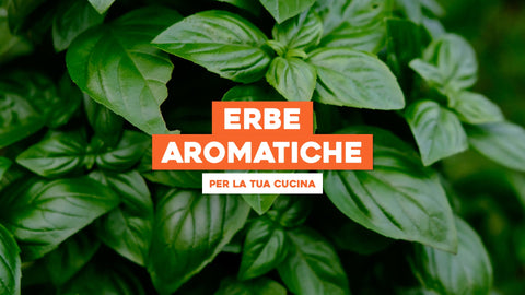 Piante Come Basilico: Scopri Piante Affini per Arricchire la Tua Cucina