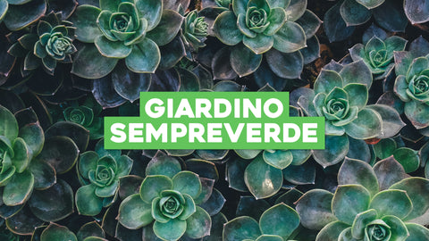 Piante da Giardino Sempreverde: Bellezza Che Dura in Ogni Stagione