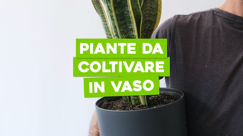 Piante da Coltivare in Vaso: Verde Rigoglioso anche in Spazi Ridotti
