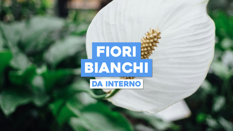 Piante da Interno Fiori Bianchi: Eleganza e Semplicità in Ogni Stanza