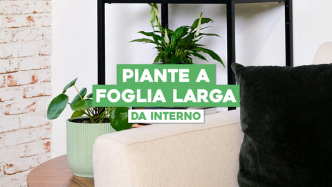 Piante da Interno Foglia Larga: Verde Rigoglioso e Decorativo
