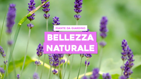 Piante da Esterno Belle: Bellezza Naturale per Ogni Spazio All'Aperto