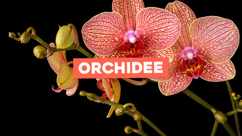 Orchidea Piante: Bellezza Esotica da Coltivare con Passione