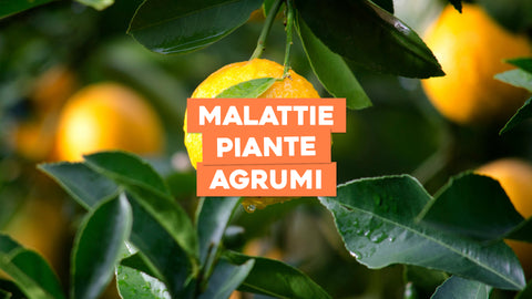 Malattie Piante Agrumi: Prevenzione e Trattamento per Agrumi Rigogliosi