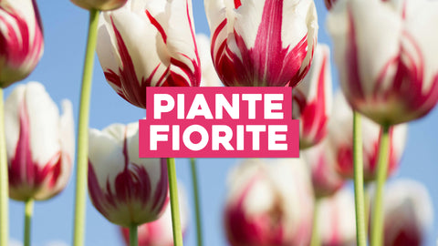 Angiosperme: Esplorando la Variegata Famiglia delle Piante Fiorite
