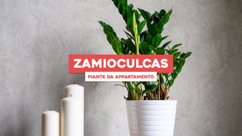 Piante da Appartamento Zamioculcas: Eleganza e Semplicità con la Zamioculca