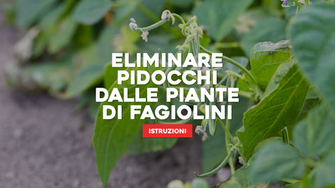 Come eliminare i pidocchi dalle piante di fagiolini: le nostre istruzioni