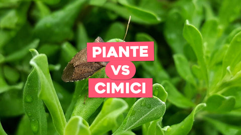 Come allontanare le cimici dalle piante: la nostra guida