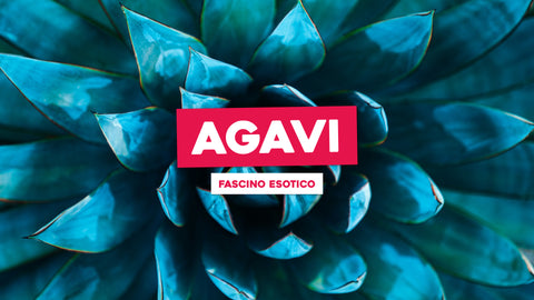 Agavi: Un Fascino Esotico per il Tuo Giardino