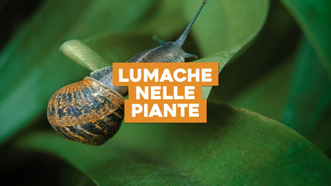 Lumache nelle Piante: Soluzioni Naturali per Proteggere il Tuo Giardino