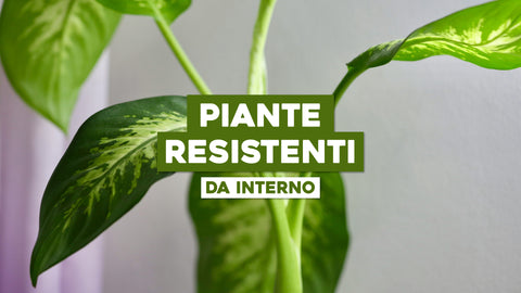Piante da Interno Resistenti: Verde Che Si Adatta a Ogni Ambiente