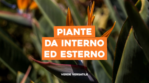Piante da Esterno e Interno: Verde Versatile per Tutti gli Ambienti