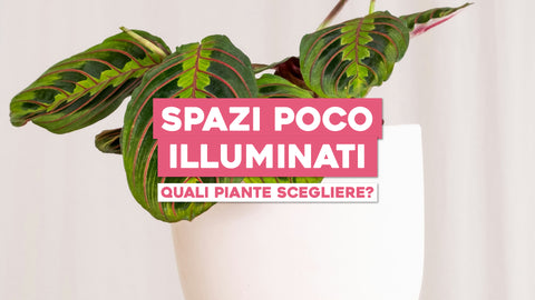 Piante da Interno Che Non Hanno Bisogno di Tanta Luce: Soluzioni Verdi per Ambienti Ombrosi