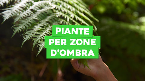 Piante da Esterno No Sole: Soluzioni Verdi per Zone Ombrose