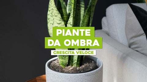 Piante da Ombra Crescita Veloce: Soluzioni Verdi per Zone Sotto Ombra