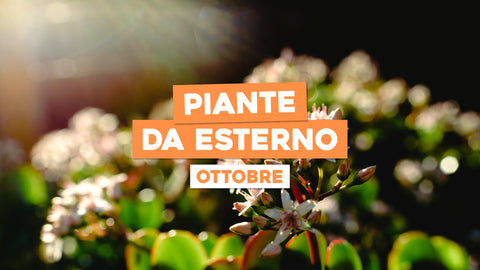 Piante da Esterno Ottobre: Verde Rigoglioso Anche in Autunno
