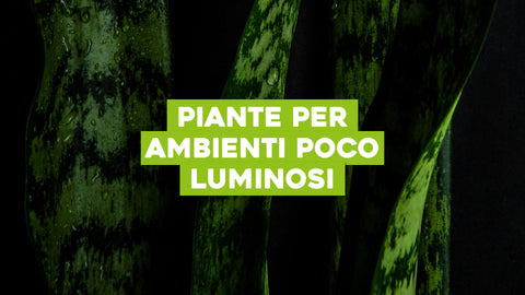 Piante da Interno Ombra: Soluzioni Verdi per Ambienti Meno Luminosi