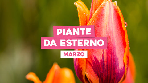Piante da Esterno Marzo: Preparati al Verde Primaverile