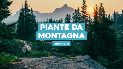 Piante da Montagna 1500 Metri: Specie Resilienti alle Alte Quote